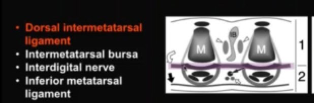 bursal complex
